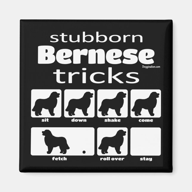 Imán Trucos obstinados de Bernese (Frente)