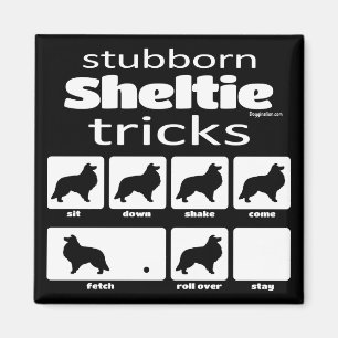 Imán Trucos obstinados de Sheltie