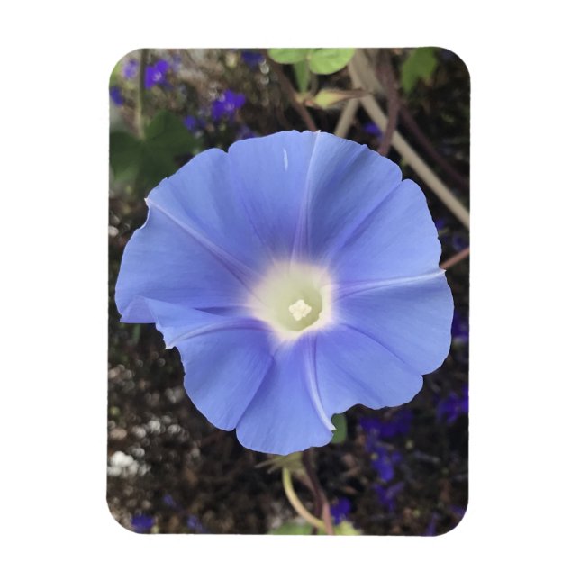 Imán True Blue Morning Glory (Vertical)