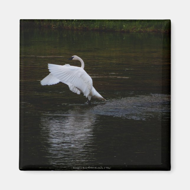 Imán Trumpeter Swan (Frente)
