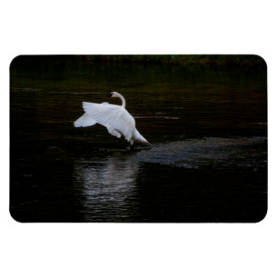 Imán Trumpeter Swan