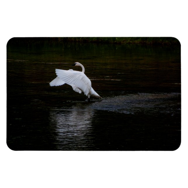 Imán Trumpeter Swan (Horizontal)