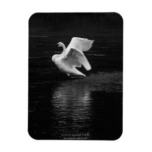 Imán Trumpeter Swan b/w