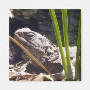 Imán Tuatara