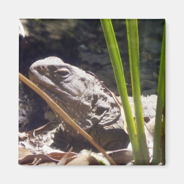 Imán Tuatara (Frente)
