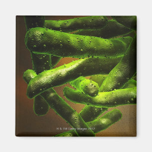 Imán Tuberculosis de micobacteria