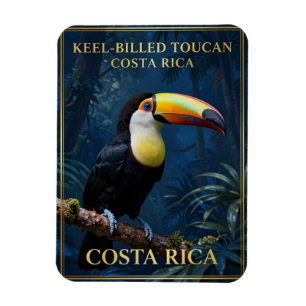 Imán Tucán de Pico Acanalado Vida Silvestre de Costa Ri