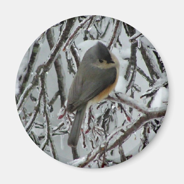 Imán Tufted Titmouse (Frente)