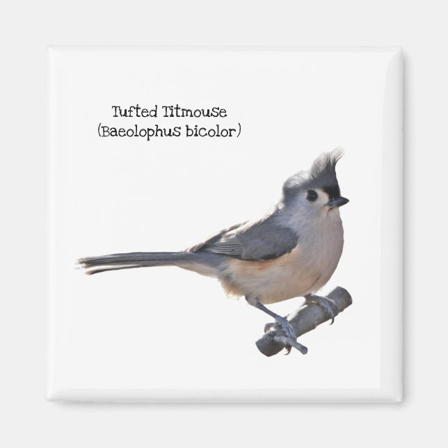 Imán Tufted Titmouse (Frente)