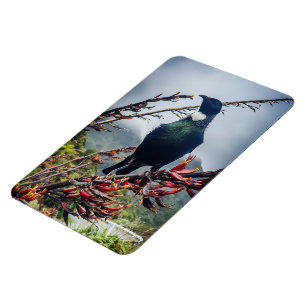 Imán Tui de Nueva Zelanda - Fotografía en Magnet
