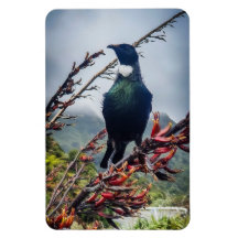 Tui de Nueva Zelanda - Fotografía en Magnet