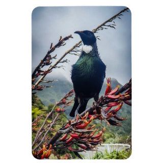 Imán Tui de Nueva Zelanda - Fotografía en Magnet