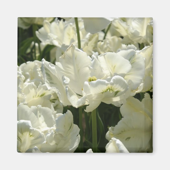 Imán Tulila el blanco (Frente)