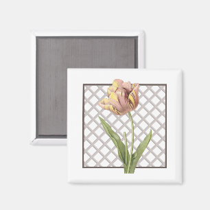 IMÁN TULIP