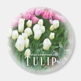 Imán Tulip