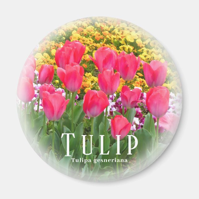 Imán Tulip (Frente)