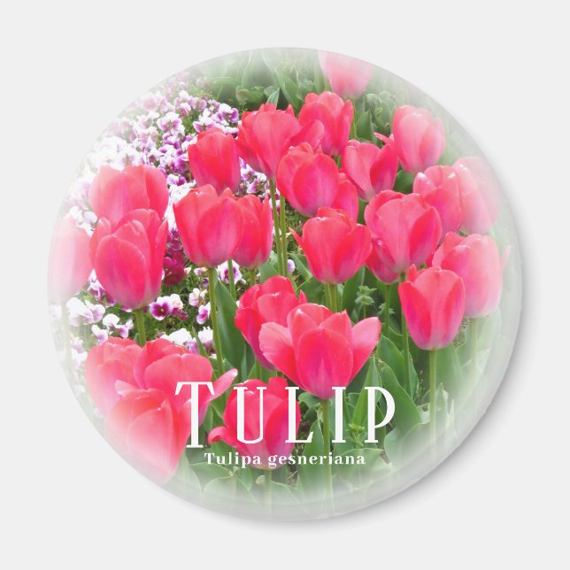 Imán Tulip (Frente)