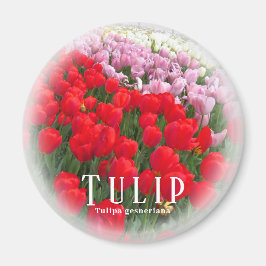 Imán Tulip