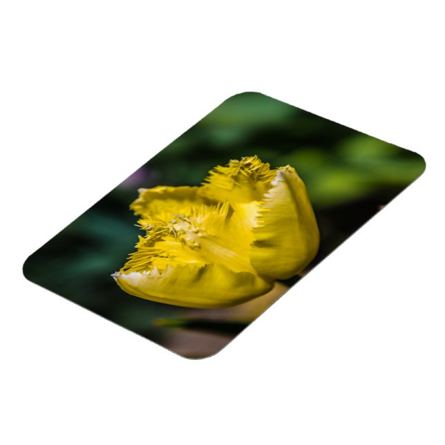 Imán Tulip amarillo (Lado Izquierdo)