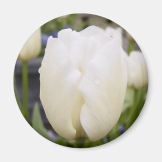Imán Tulip blanco