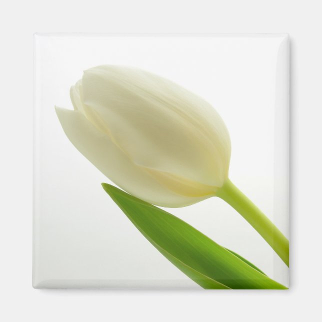 Imán Tulip blanco (Frente)