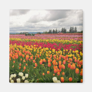 Imán Tulip Farm