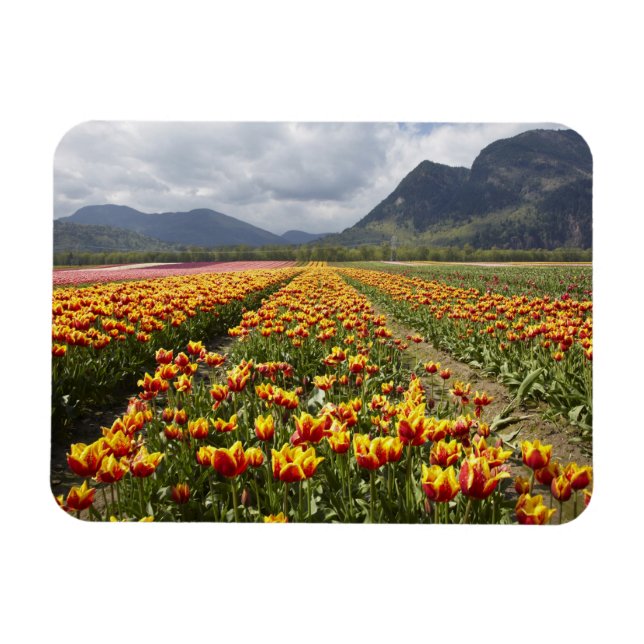 Imán Tulip Farm cerca de Agassiz, Columbia Británica, (Horizontal)