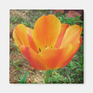Imán Tulip imnet