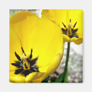 Imán Tulip Magnet amarillo