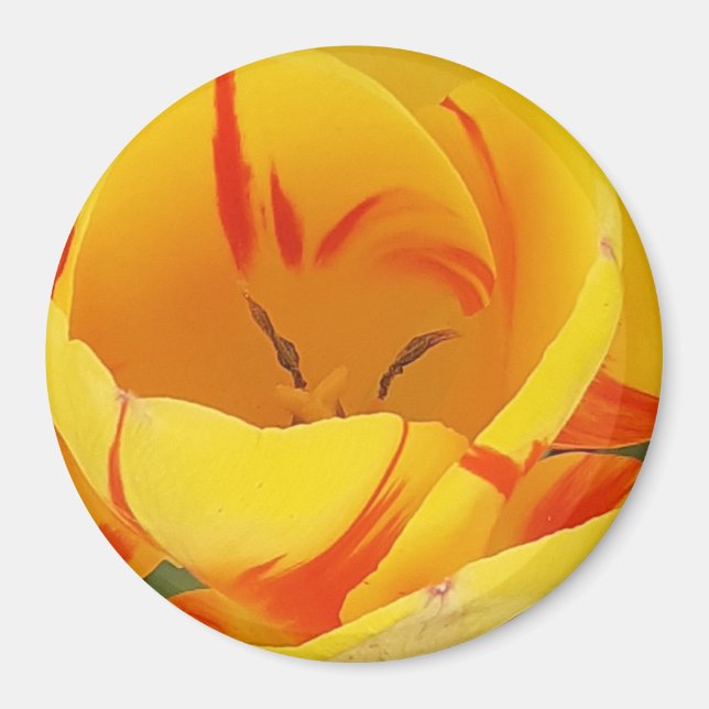 Imán Tulip Magnet amarillo (Frente)