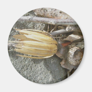 Imán Tulip Poplar Seedhead Magnet