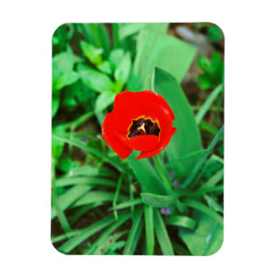 Imán Tulip rojo