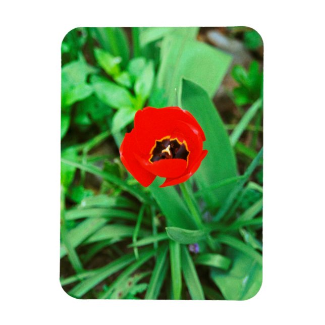Imán Tulip rojo (Vertical)