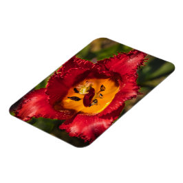 Imán Tulip rojo