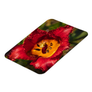 Imán Tulip rojo