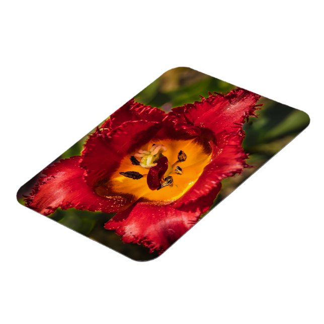 Imán Tulip rojo (Lado Izquierdo)