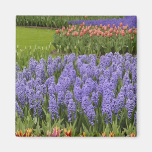 Imán Tulip y Hyacinth Garden, Keukenhof Gardens,
