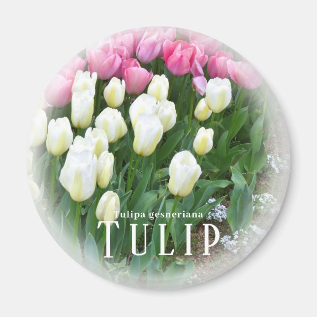 Imán Tulipán (Frente)