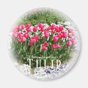 Imán Tulipán