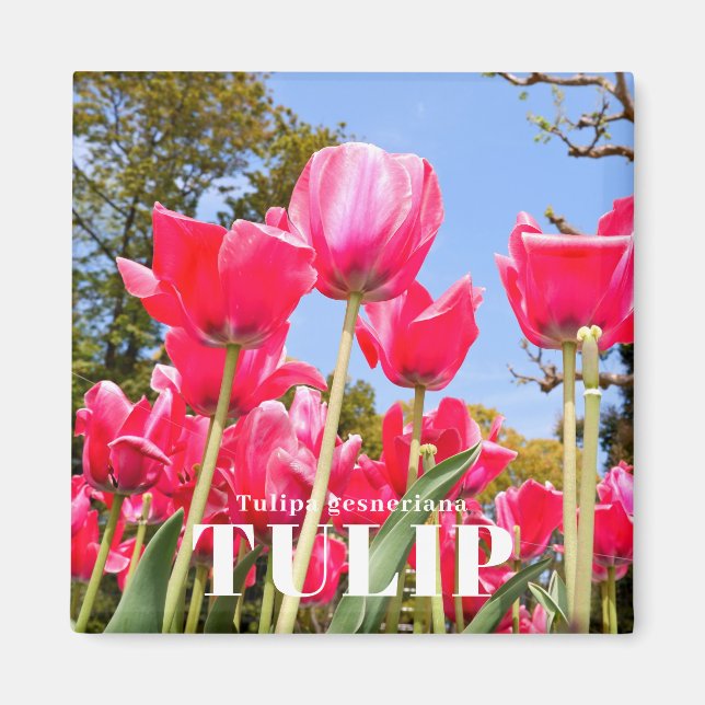 Imán Tulipán (Frente)