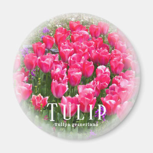 Imán Tulipán