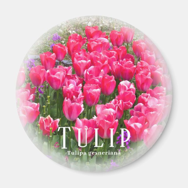 Imán Tulipán (Frente)