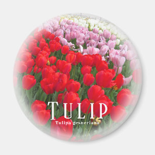 Imán Tulipán