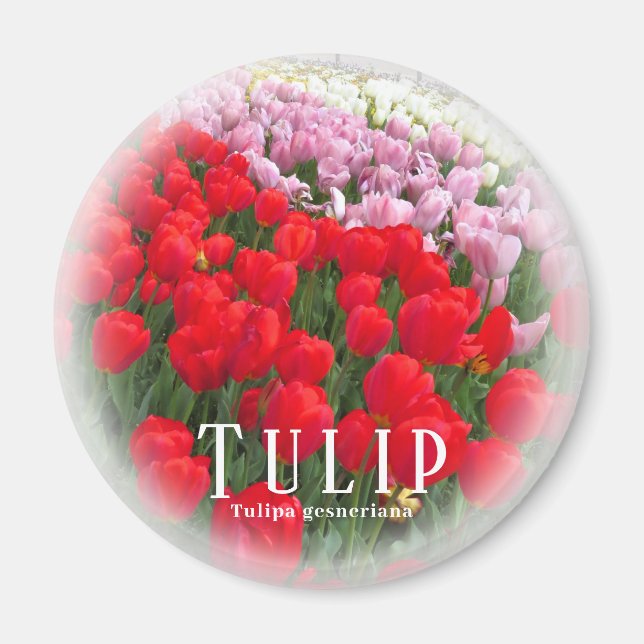 Imán Tulipán (Frente)
