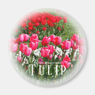 Imán Tulipán