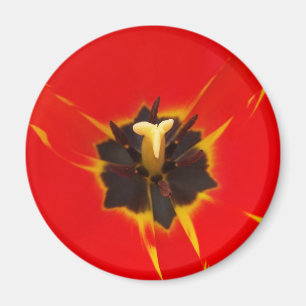 Imán tulipán amarillo rojo
