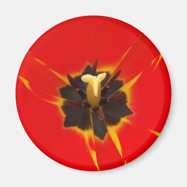 Imán tulipán amarillo rojo (Frente)