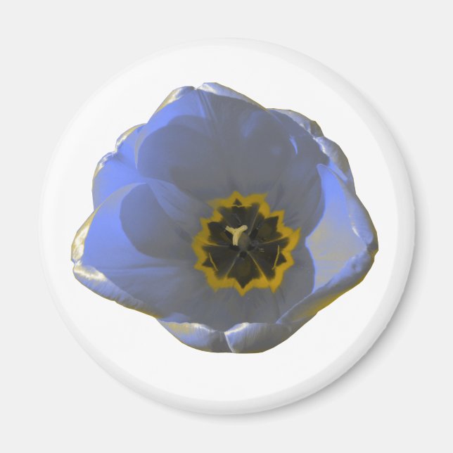 Imán tulipán azul y amarillo (Frente)