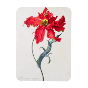 Imán Tulipán: Colorete de Perroquet