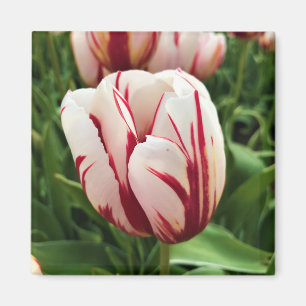 Imán Tulipán de generación feliz, Oregón
